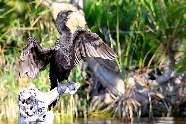 Cormorant