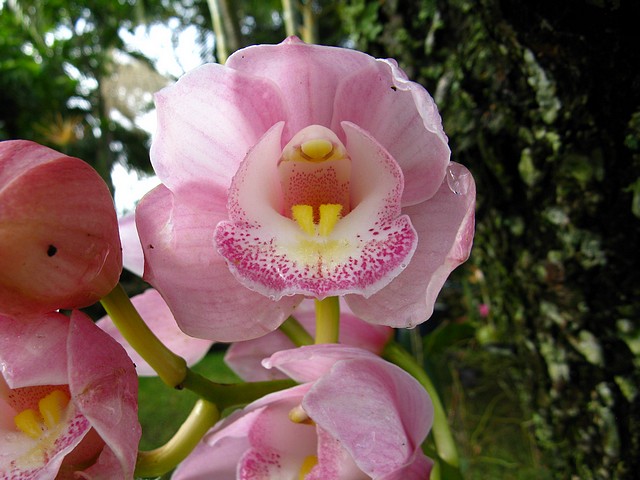 Orchid in Winter