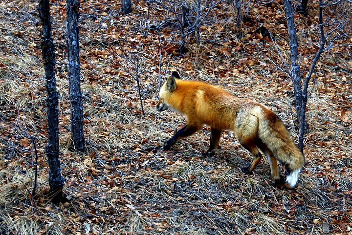 Red Fox