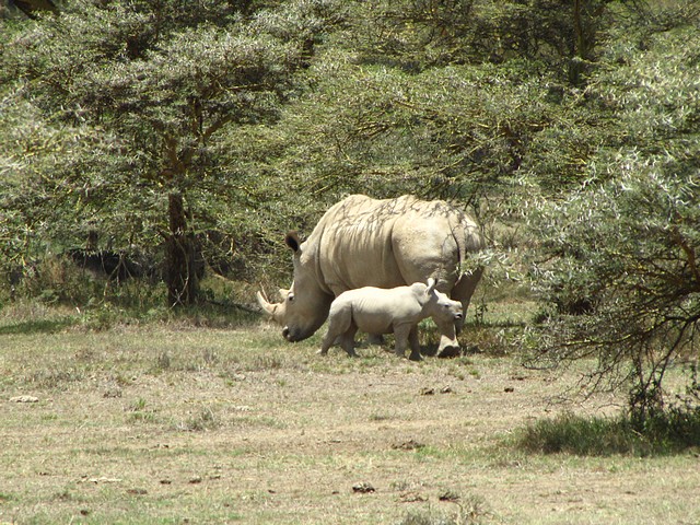White Rhino