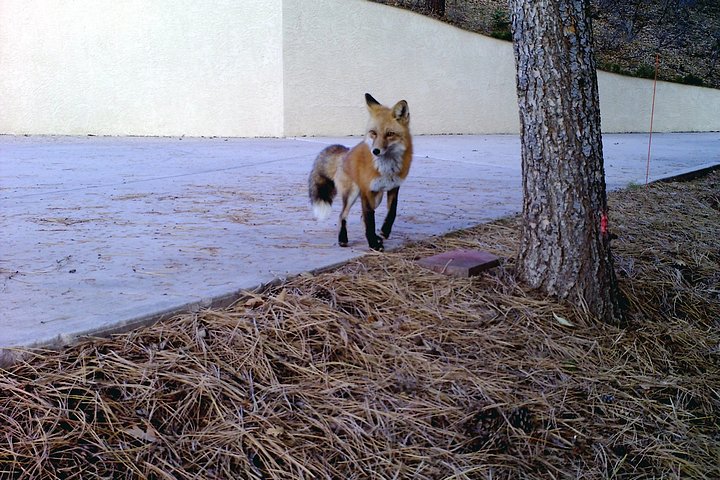 Visiting Fox