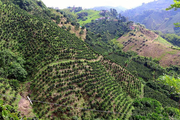 Growing Coffee in the Andes
