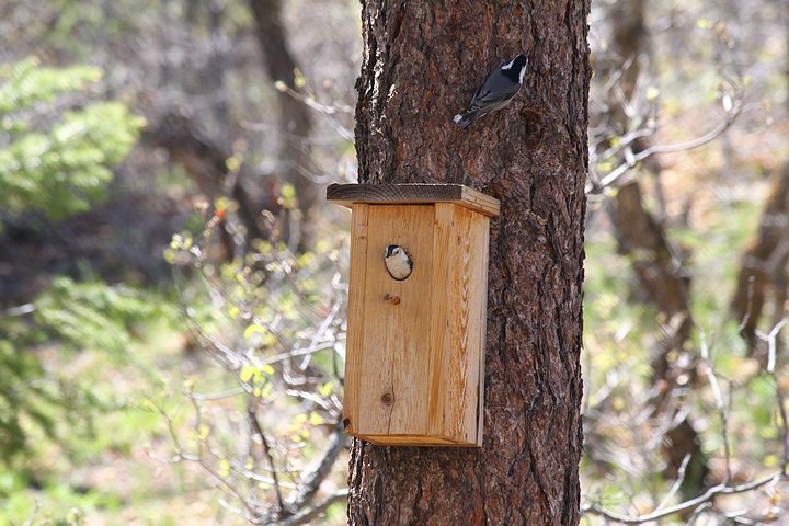 Whitebreasted Nuthatch Nesting Pair 