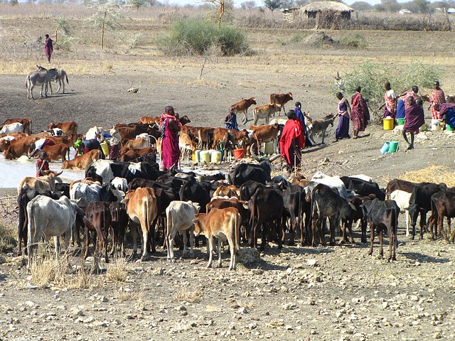 Cattle to Water