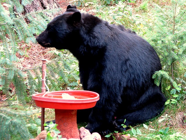 A Really BIG Bear