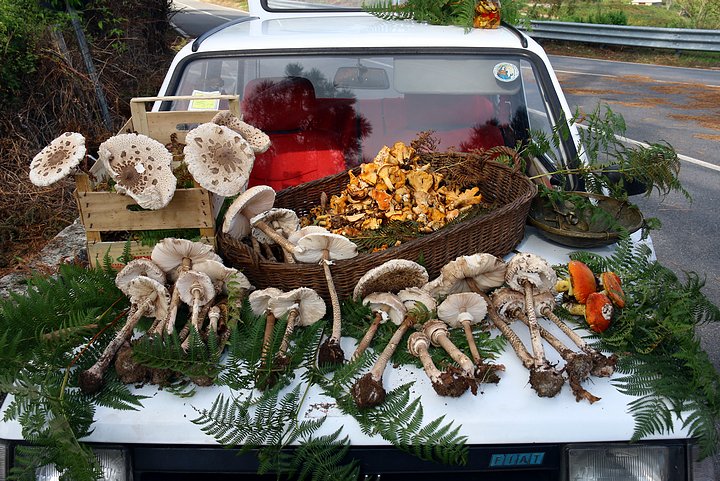 Local Mushrooms