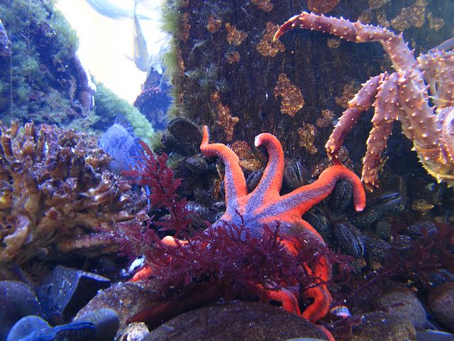 Aquarium at Fisheries Research Center