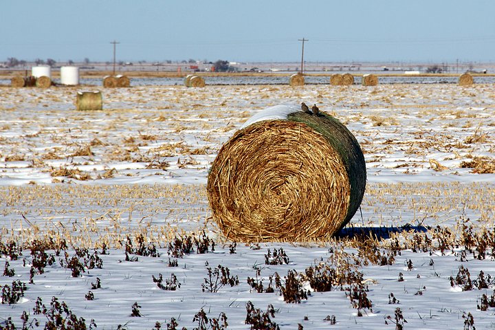 Doves on Bale of Hay