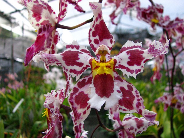 Orchid at Ecuagenera