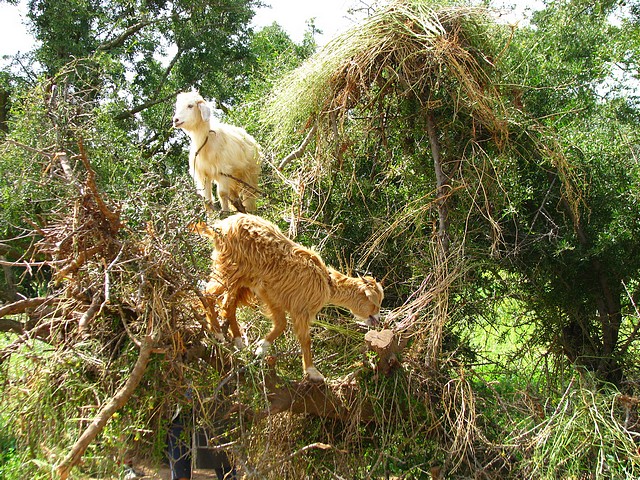 Goats on Argane Tree