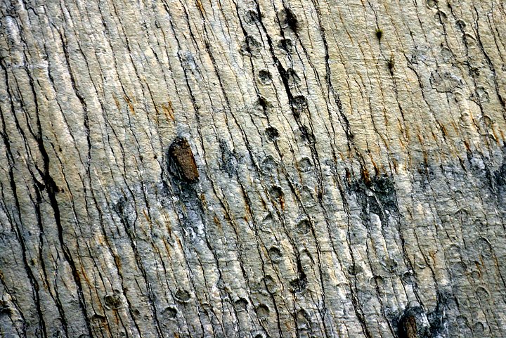 Parque Cretacico – Dinosaur Tracks on Sheer Wall