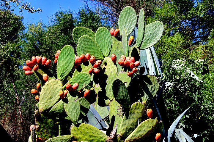 Prickly Pear Cacti Fruit
