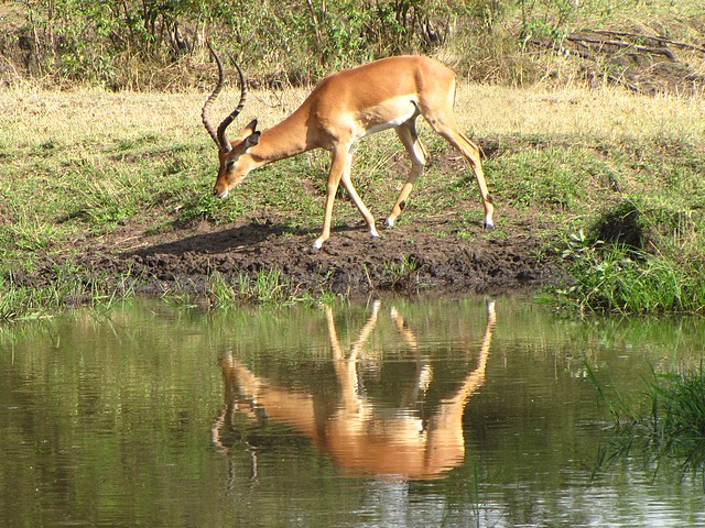 Impala