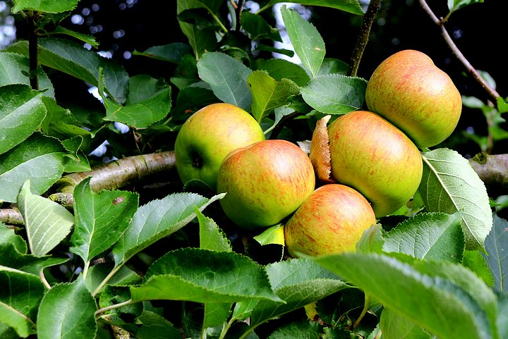 Bramley Apples