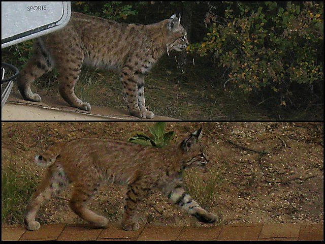 Mom & Baby  Bobcat at our house