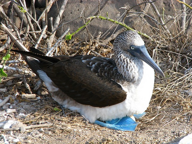 Male Blue Footed Boobie Sitting on Two Eggs