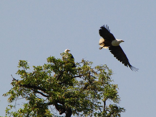African Fish Eagle