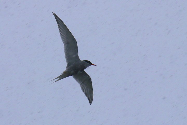 Antarctic Tern