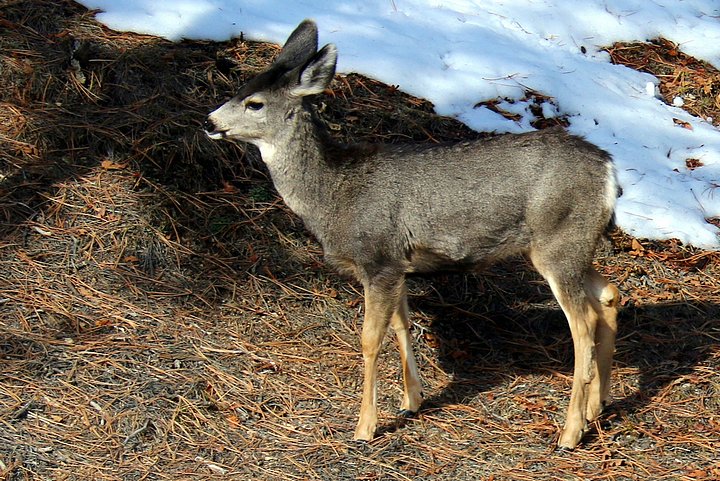 Mule Deer