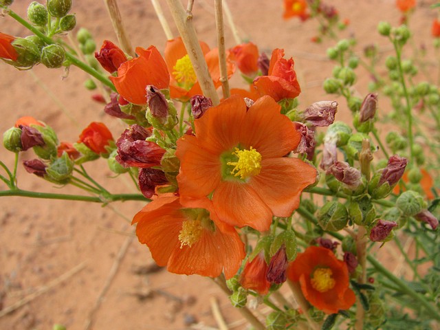 Wild Hollyhock by Roadside