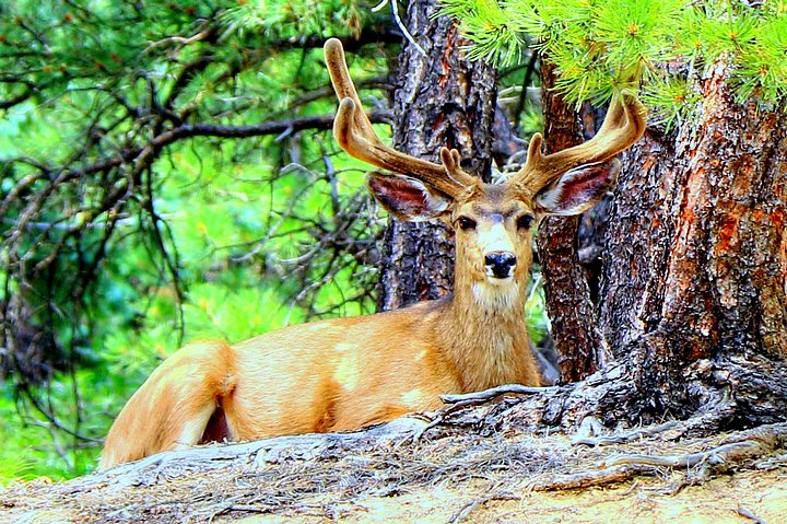 Mule Buck