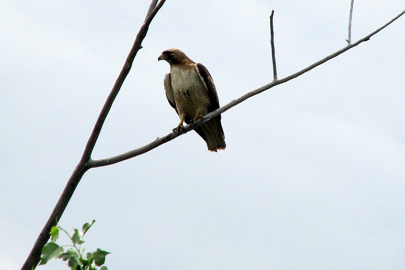 Red-tailed Hawk