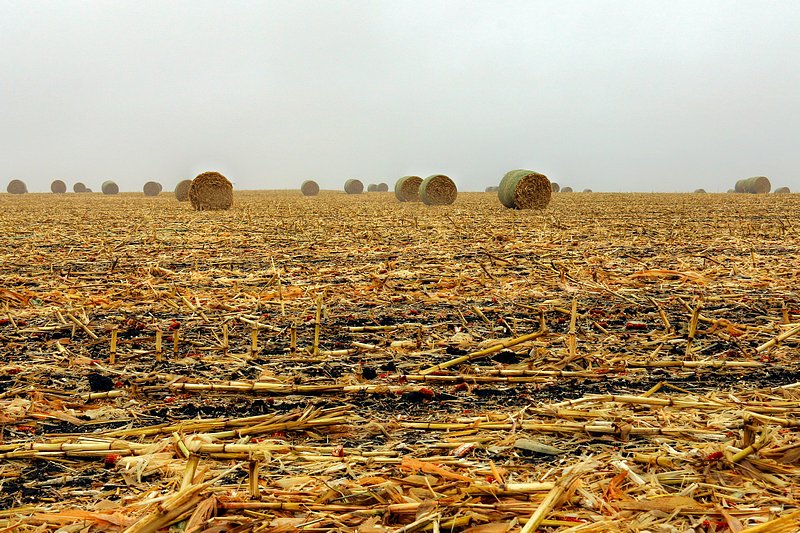 Corn Stalk Bales