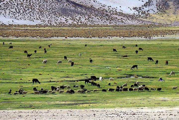 Llama and Sheep Grazing