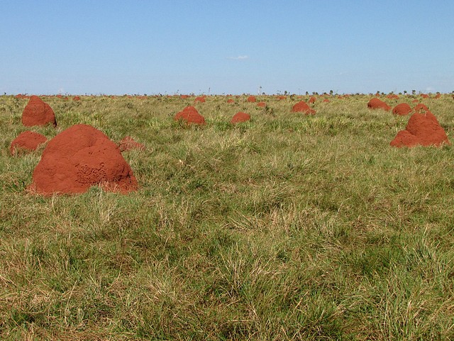 Cupin/Termite Mounds 