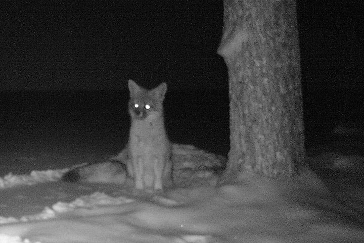 Fox Kit at 3:32 AM