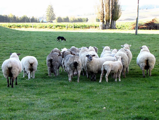 Jill Hearding Sheep