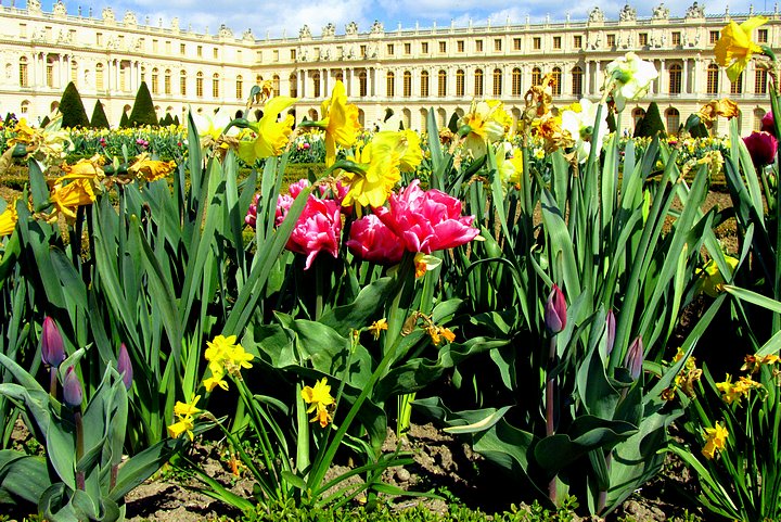 Spring Flowers 
