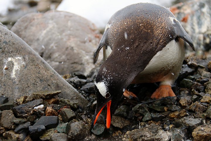 Gentoo Gathering Stone