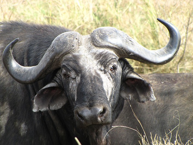 Cape Buffalo